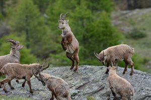 Nationalpark Gran Paradiso