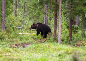 Braunbaer in Estonia